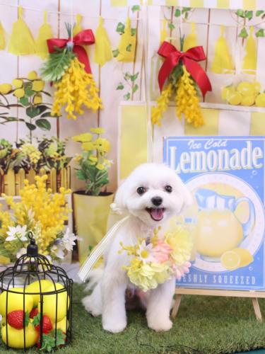 20240428みるくくん